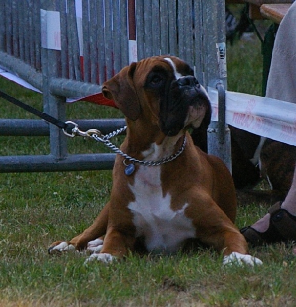 Publication : du chemin des bringés Auteur : beatrice vandamme