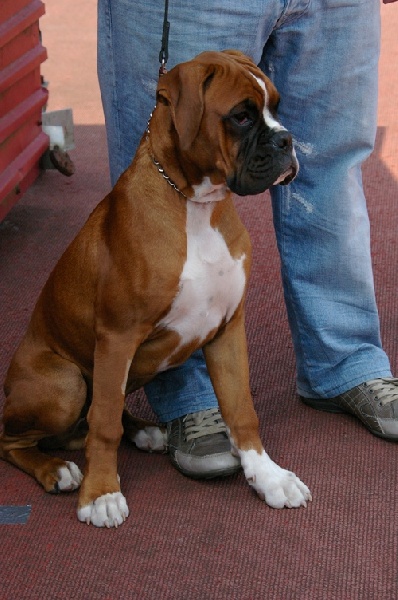 Publication : du chemin des bringés Auteur : beatrice vandamme