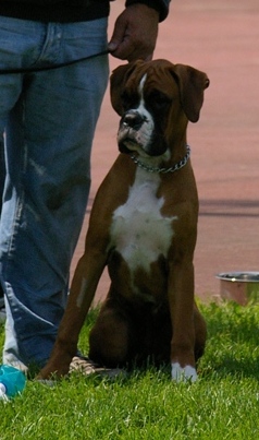 Publication : du chemin des bringés Auteur : beatrice vandamme