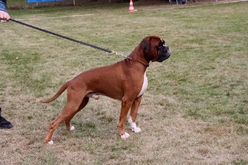 CH. Filsunik bruni du chemin des bringés - 1er Excellent