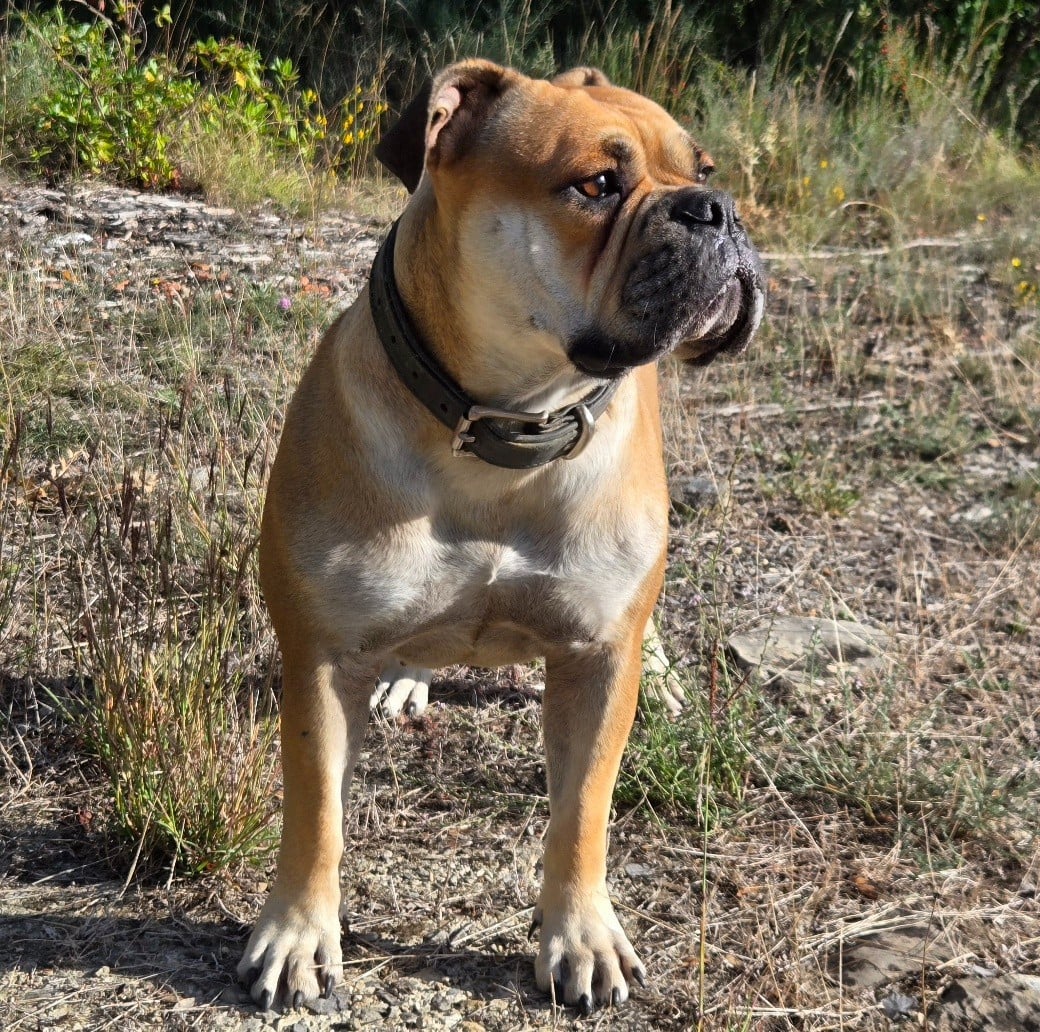 Goblins Tribe's Ugoline