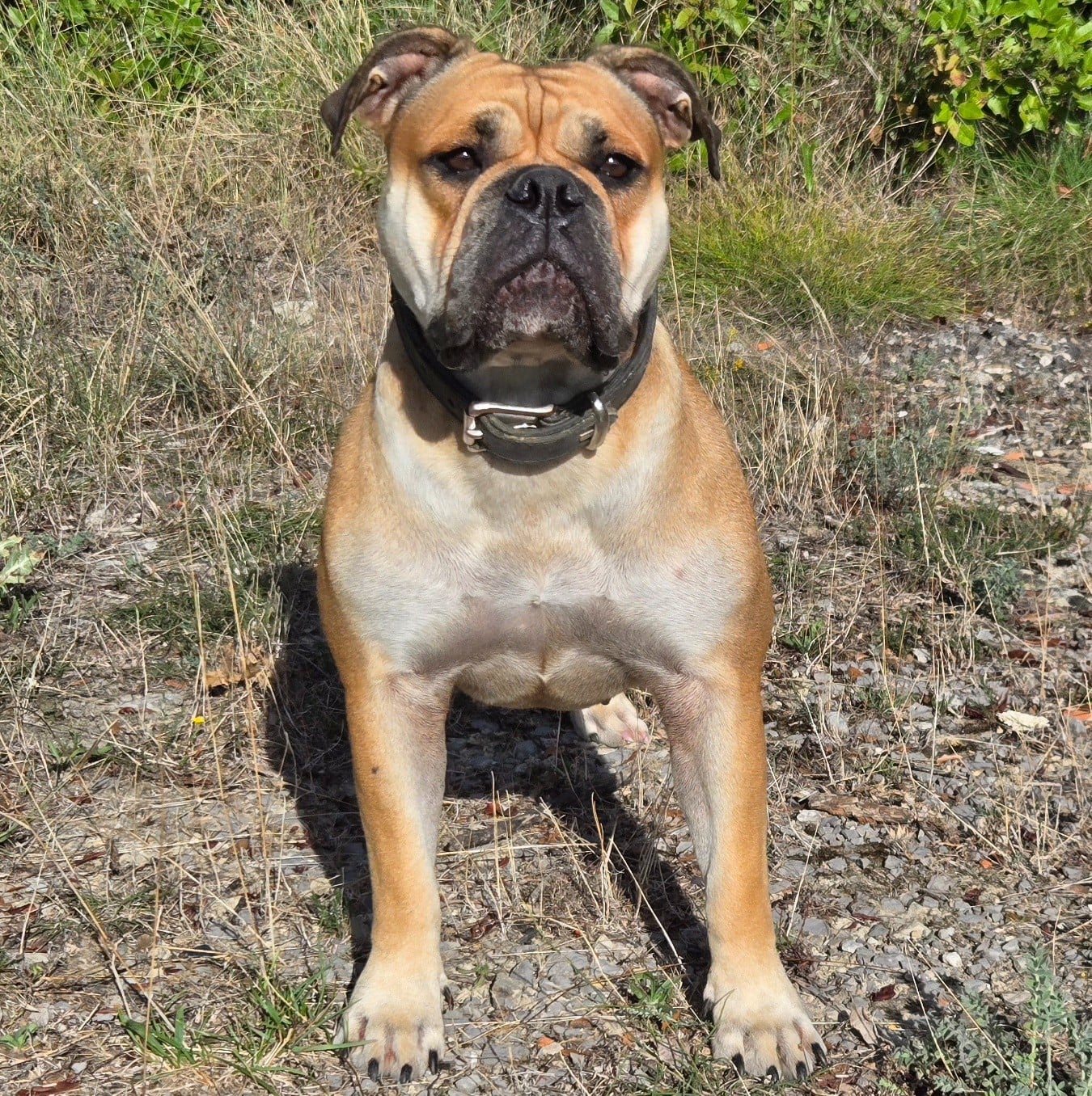 Goblins Tribe's Ugoline