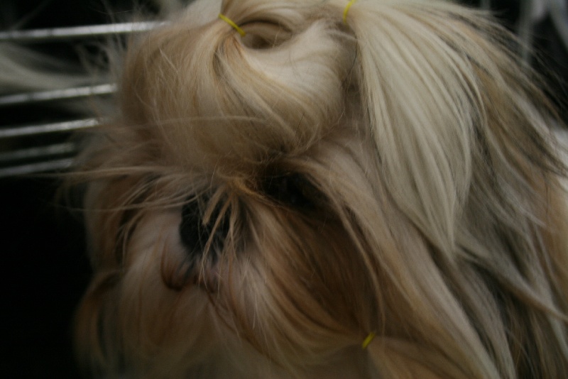 Publication : von Lao Tingri Auteur : Solaro Hirtia