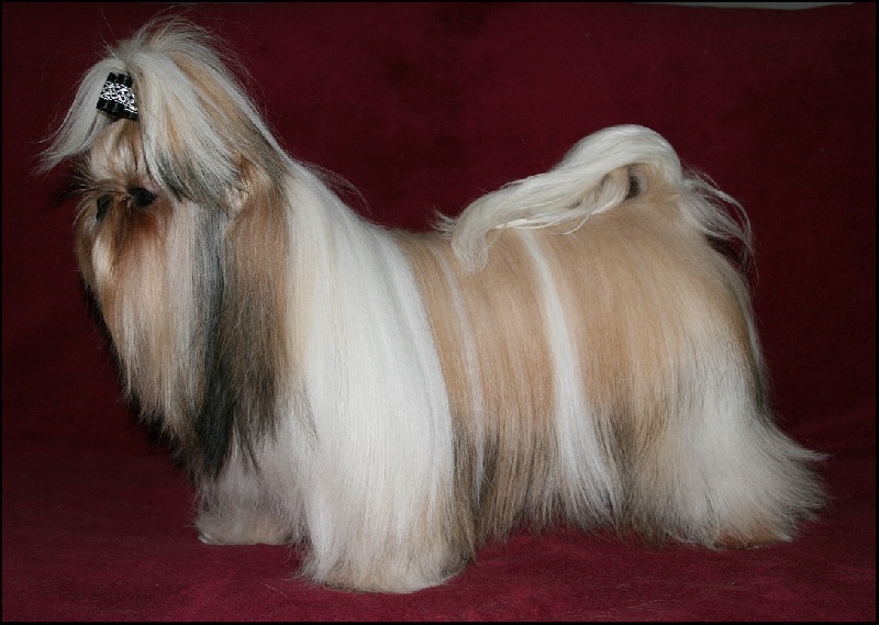 Publication : von Lao Tingri Auteur : Solaro Hirtia