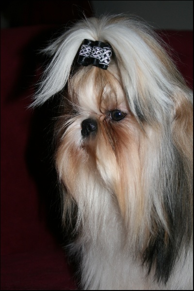 Publication : von Lao Tingri Auteur : Solaro Hirtia