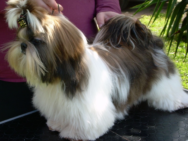 Publication : von Lao Tingri Auteur : Solaro Hirtia