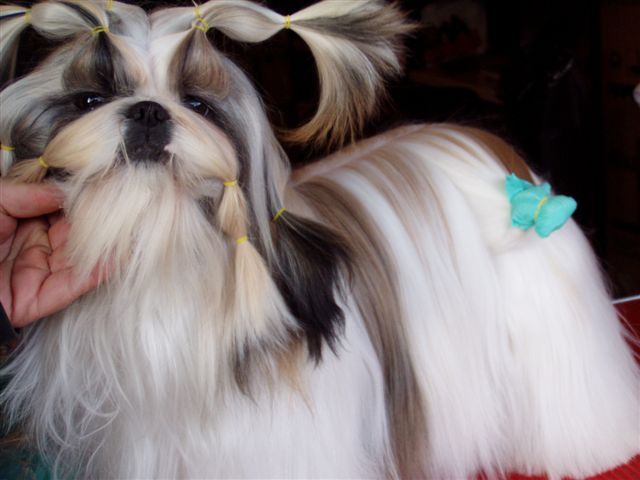 Publication : von Lao Tingri Auteur : Solaro Hirtia