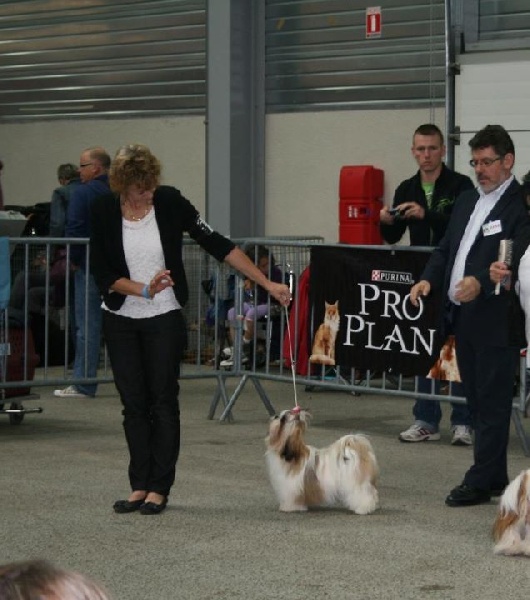 CH. Zhen-lin von Lao Tingri - 1ère excellent, classe jeune