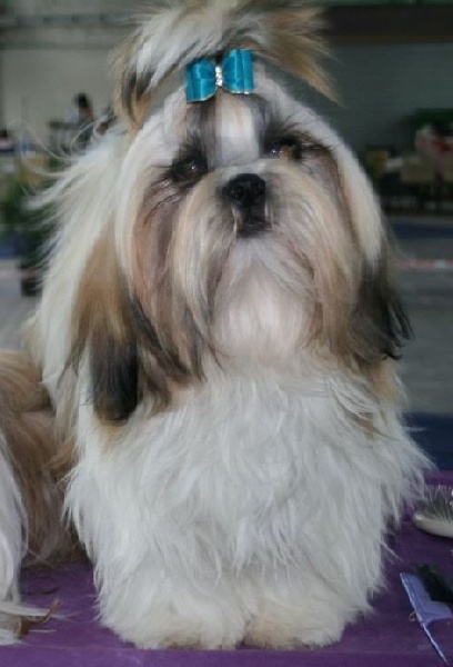 CH. Zhen-lin von Lao Tingri - TB 1ère