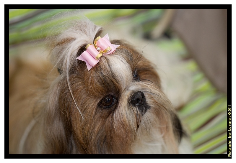 CH. colorio Zsazsa gabor - Exc. 2ème, R-CAC, R-CACIB