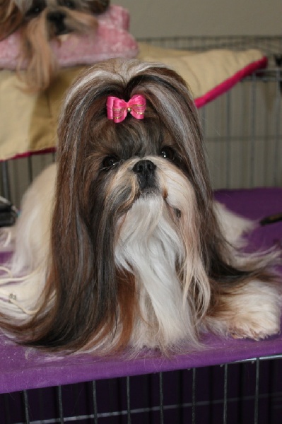 Venus von Lao Tingri - TB