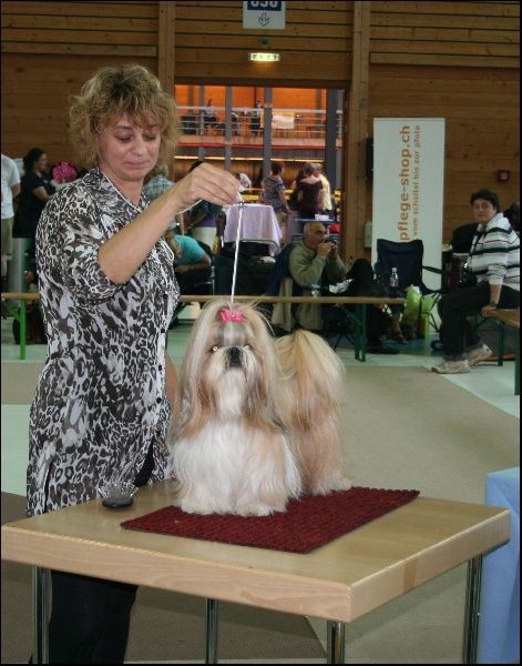 CH. Anjou du Golden Palace - Très bon 2ème
