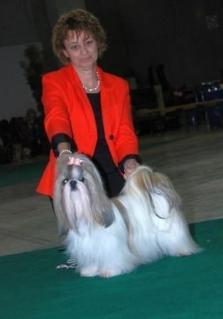 CH. Zhen-lin von Lao Tingri - Exc. 1èr, CAC, CACIB et meilleur de race BOB