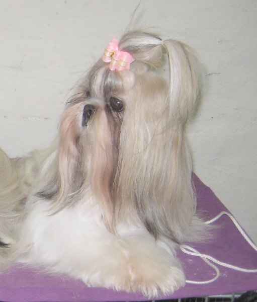 CH. Zhen-lin von Lao Tingri - Excellent 2ème, Reserve CAC