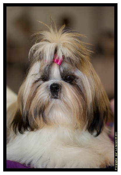 CH. Zhen-lin von Lao Tingri - Exc. 1ère, classe jeune