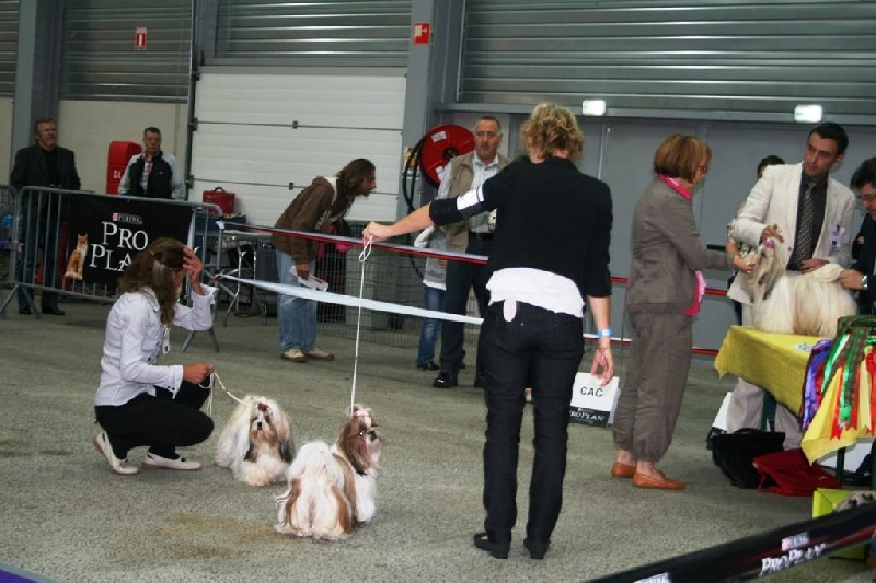 CH. colorio Zsazsa gabor - 2ème excellent, classe ouverte