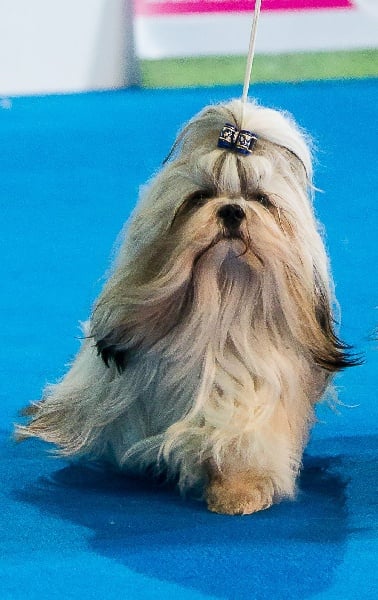 CH. Zen-pa von Lao Tingri - Excellent 3èm