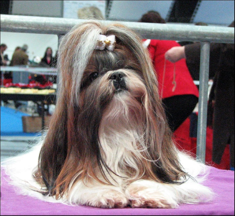 Venus von Lao Tingri - Excellent 1ère CAC et VDH-CAC