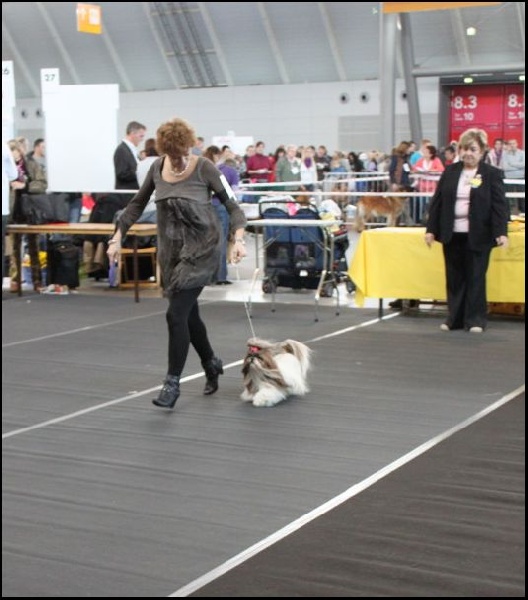 Venus von Lao Tingri - Excellent 1ère, CAC, CACIB