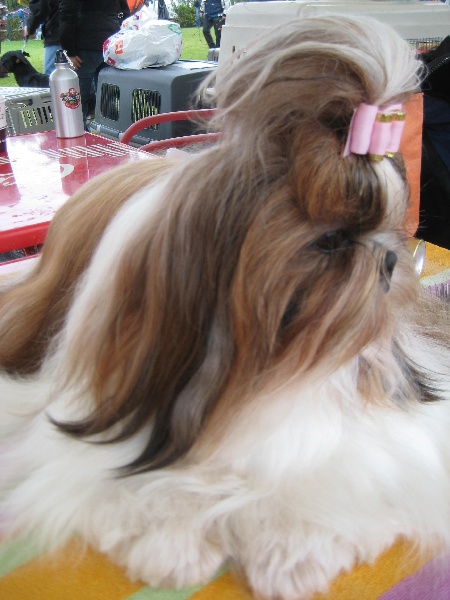 CH. colorio Zsazsa gabor - Exc.1ère, CAC, CACIB