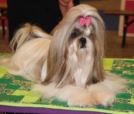 CH. Zhen-lin von Lao Tingri - Exc 2ème, R-CAC derrière les russe