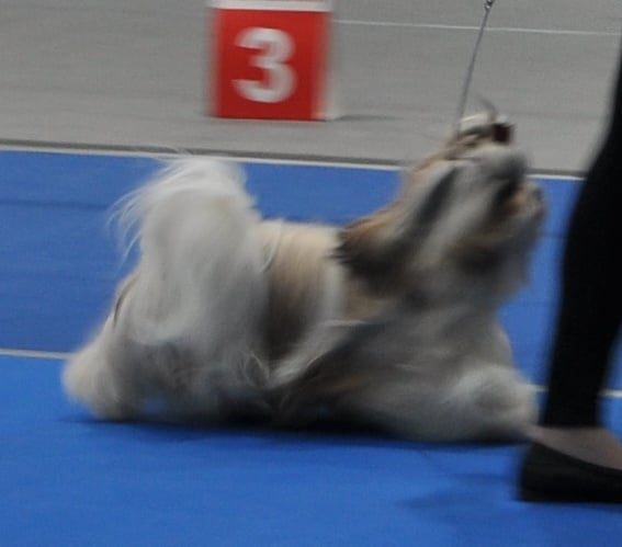 CH. Zen-pa von Lao Tingri - Exc. 3ème