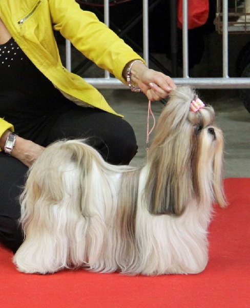 CH. Zhen-lin von Lao Tingri - Excellent 1èr, Reserve CACIB = CACIB