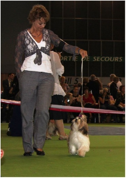 CH. Zhen-lin von Lao Tingri - Très prometteur