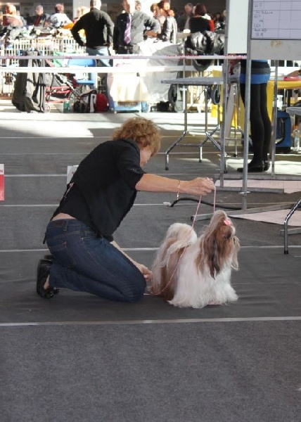 CH. colorio Zsazsa gabor - Exc.2ème, Reserve-CAC-VDH