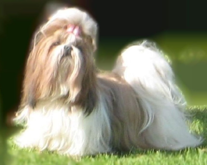 CH. colorio Zsazsa gabor - Exc.1èr, CAC, CACIB, BOS