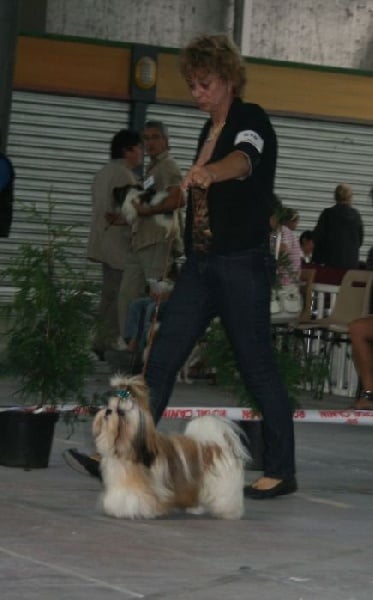 CH. Zen-pa von Lao Tingri - Exc. 1ère et "meilleur jeune"