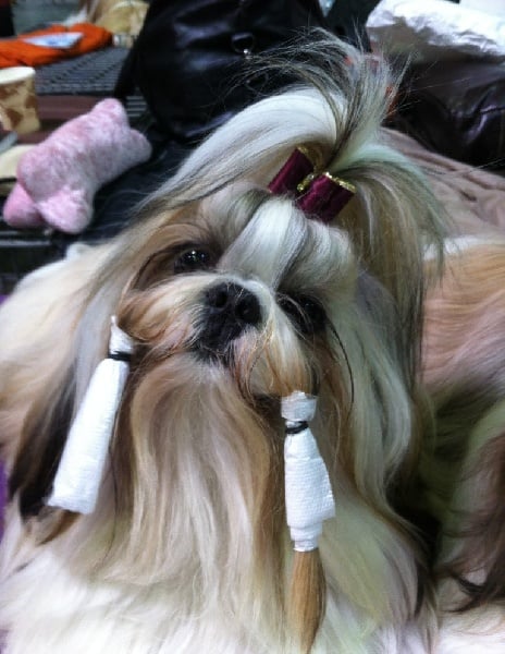 CH. Zen-pa von Lao Tingri - Exc. 3ème