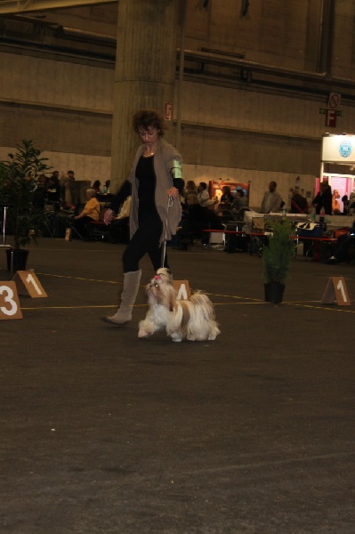 CH. Zhen-lin von Lao Tingri - Exc. 1èr, CAC jeune, BOB jeune,