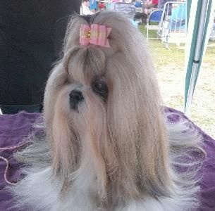 CH. Zhen-lin von Lao Tingri - Exc. 1èr, CAC, CACIB-R