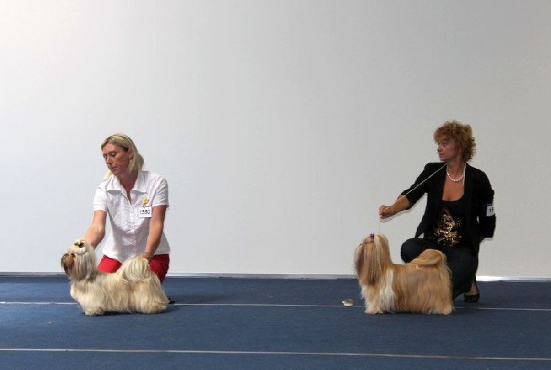 CH. Anjou du Golden Palace - Excellent 2ème R-CAC