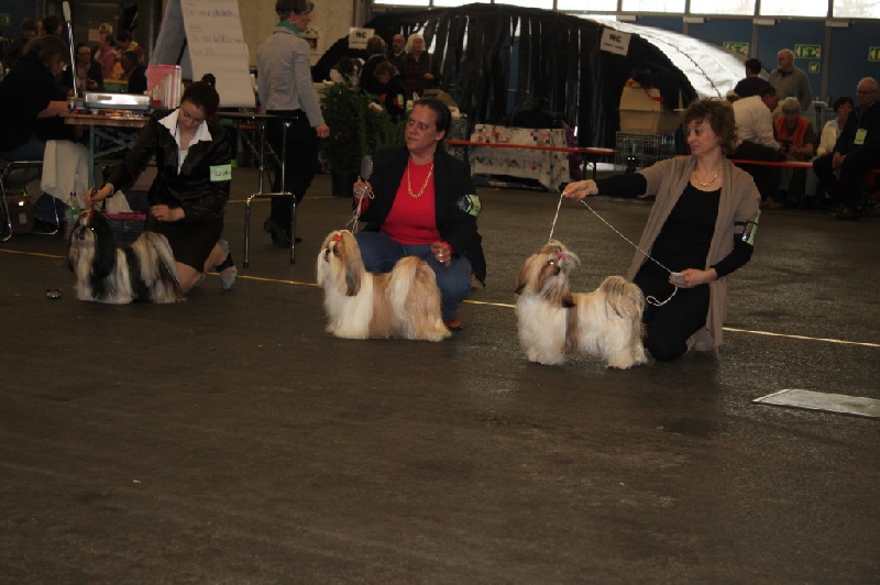 CH. Zhen-lin von Lao Tingri - Exc. 1èr, CAC jeune, BOB jeune,