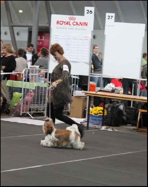 CH. colorio Zsazsa gabor - Excellent 1ère, CAC jeune, Meilleur jeune