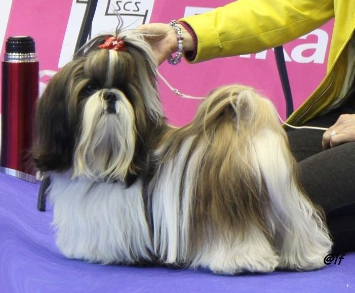 CH. Ang-ki von Lao Tingri - Exc 2èm, R-CAC jeune derrière les russe