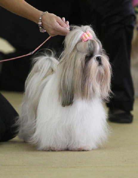 CH. Zhen-lin von Lao Tingri - Excellent 1ère, CAC en cl. ouverte