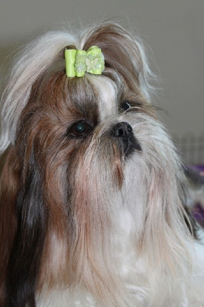 CH. colorio Zsazsa gabor - Exc. 1ère, CAC-VDH, CAC-VK