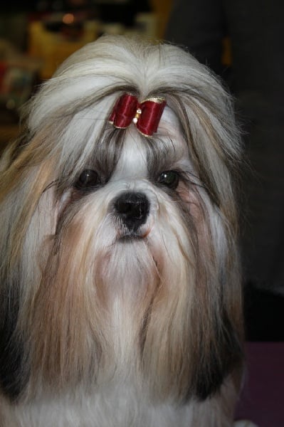 CH. Zen-pa von Lao Tingri - Exc. 1èr, classe interm.