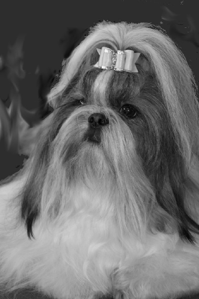 CH. colorio Zsazsa gabor - Exc. 2ème Reserve CAC