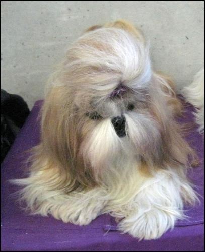 CH. Anjou du Golden Palace - Excellent 2ème, Reserve-CAC