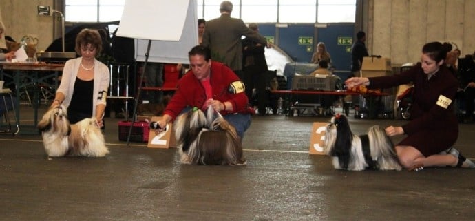 CH. Zen-pa von Lao Tingri - Cl. interm. Exc.1èr, CAC, CACIB, BOS meilleur mâle