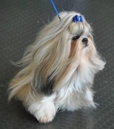 CH. Zen-pa von Lao Tingri - Exc 2èm, R-CAC-VDH = CAC VDH