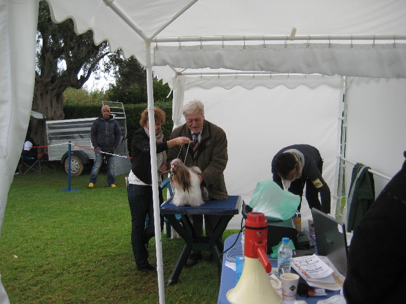 CH. colorio Zsazsa gabor - Exc.1ère, CAC, CACIB, BOS