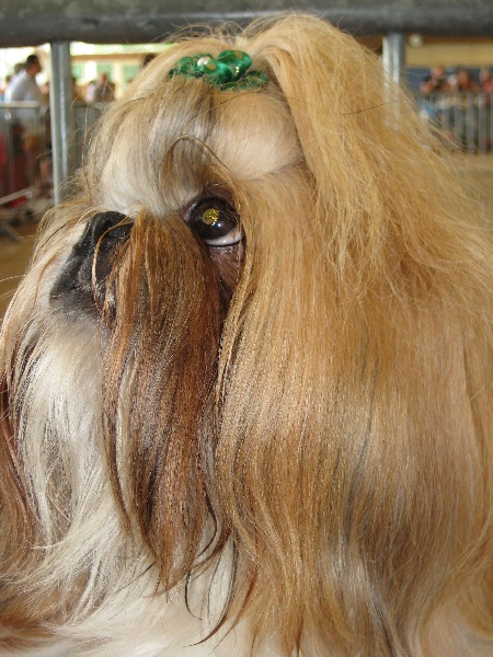 CH. Anjou du Golden Palace - Excellent 3ème