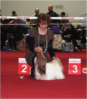 Venus von Lao Tingri - Excellent 2. Rang, Reserve-CAC, VDH-Reserve-CAC