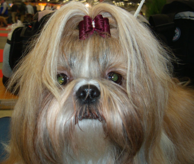 CH. Anjou du Golden Palace - Excellent 1ère, CAC