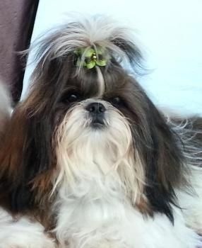 CH. Ang-ki von Lao Tingri - Exc. 1èr, CAC-J et meilleur jeune